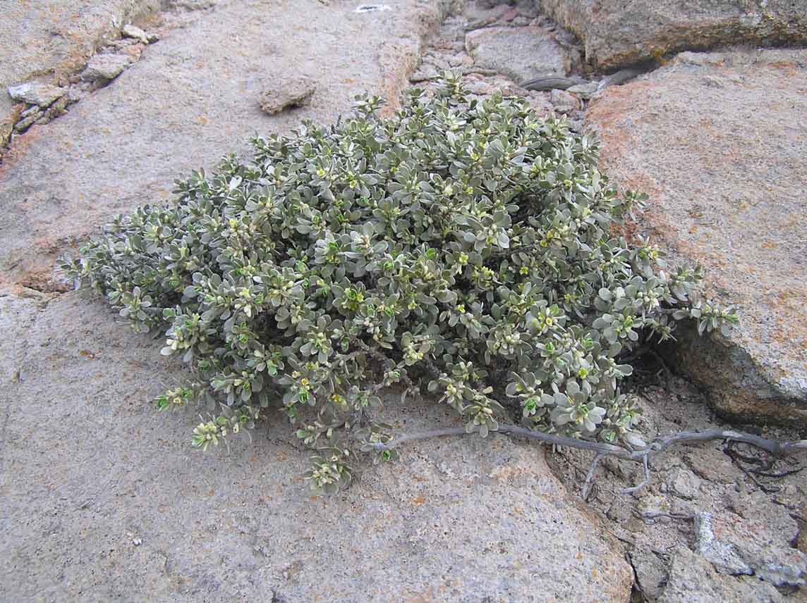 Thymelaea tartonraira / Timelea tartonraira